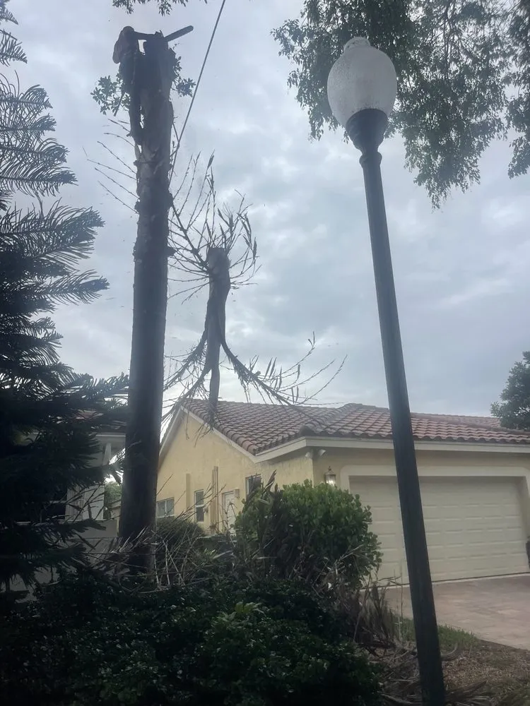 Top-rated yard cleanup service near you in Hollywood, FL by Lopez Landscaping & Maintenance of Broward