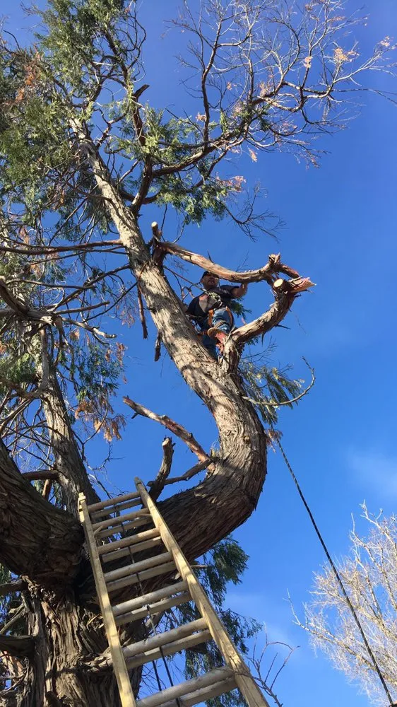 Reliable yard cleanup service for homes in Delhi, CA by Lopez Landscaping & Yard Maintenance