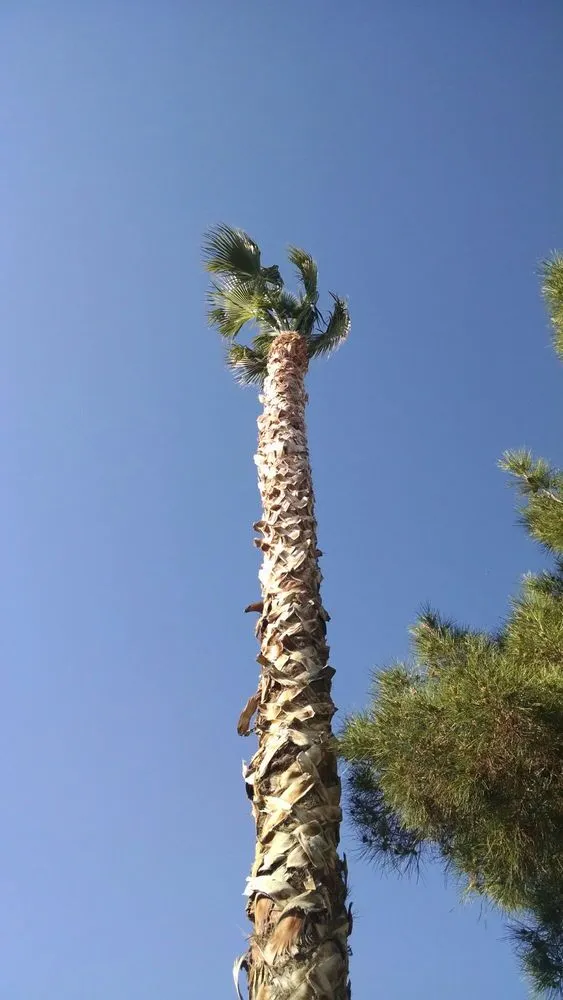 Trusted landscaping services for year-round maintenance across Acton, CA - Lopez Landscaping