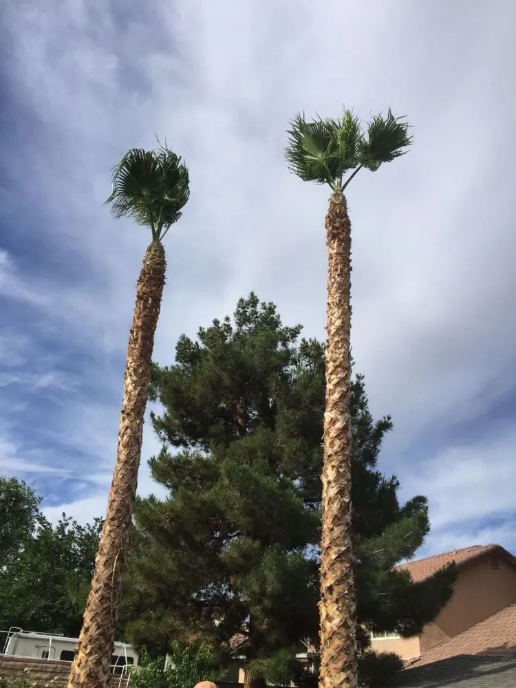 Reliable landscape installation in Acton, CA - Lopez Landscaping