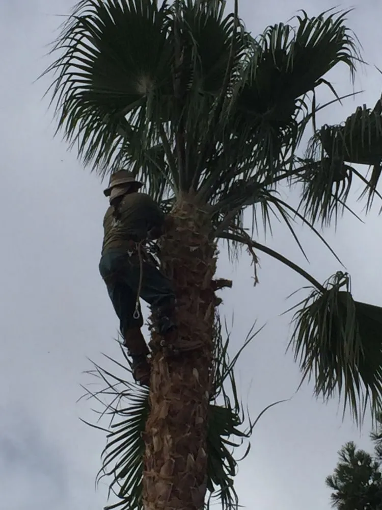 Reliable landscaping services near you in Acton, CA by Lopez Landscaping