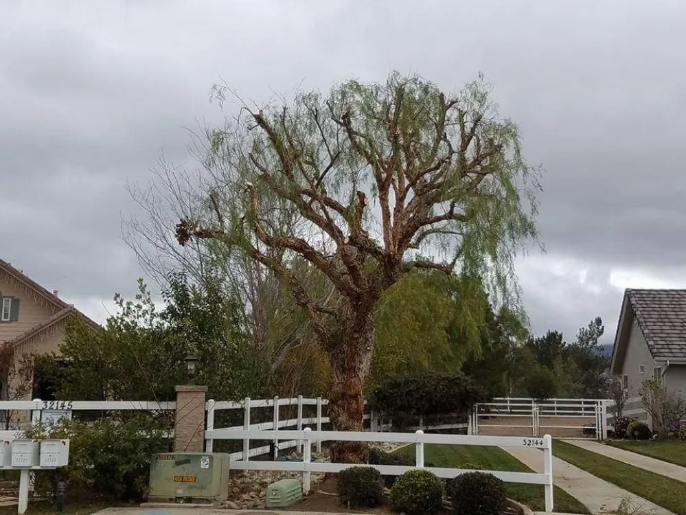 Affordable lawn care service in Acton, CA by Lopez Landscaping