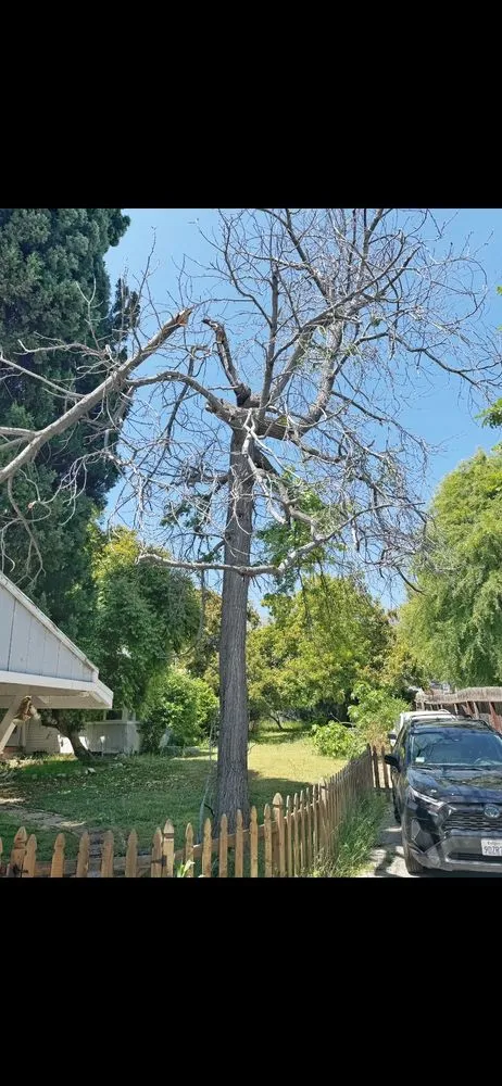 Expert lawn mowing service for residential properties across Altadena, CA - Lopez Landscaping