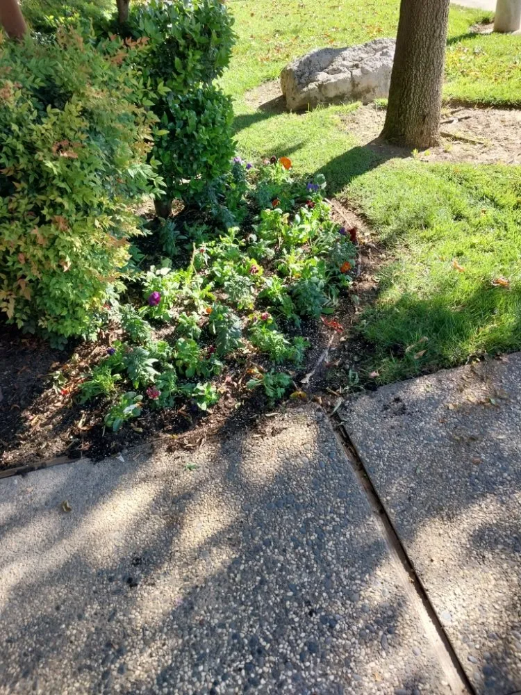 Affordable residential landscaping in Sacramento, CA by Lopez Landscaping and Lawn Care