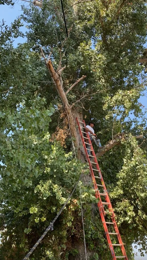 Expert lawn mowing service in Atwater, CA - Lopez landscaping and maintenance