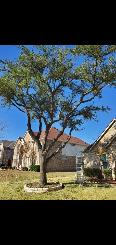 Reliable landscaping services in Garland, TX - Lopez Landscaping and Tree service