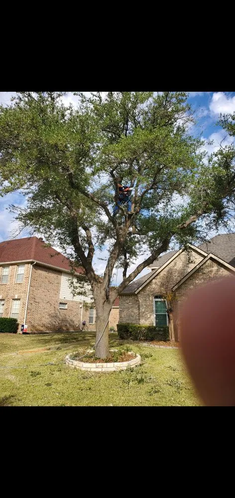 Professional yard maintenance in Garland, TX by Lopez Landscaping and Tree service