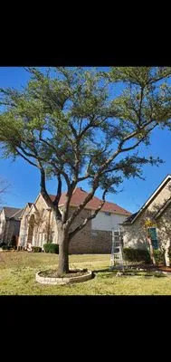 Lopez Landscaping and Tree service Logo