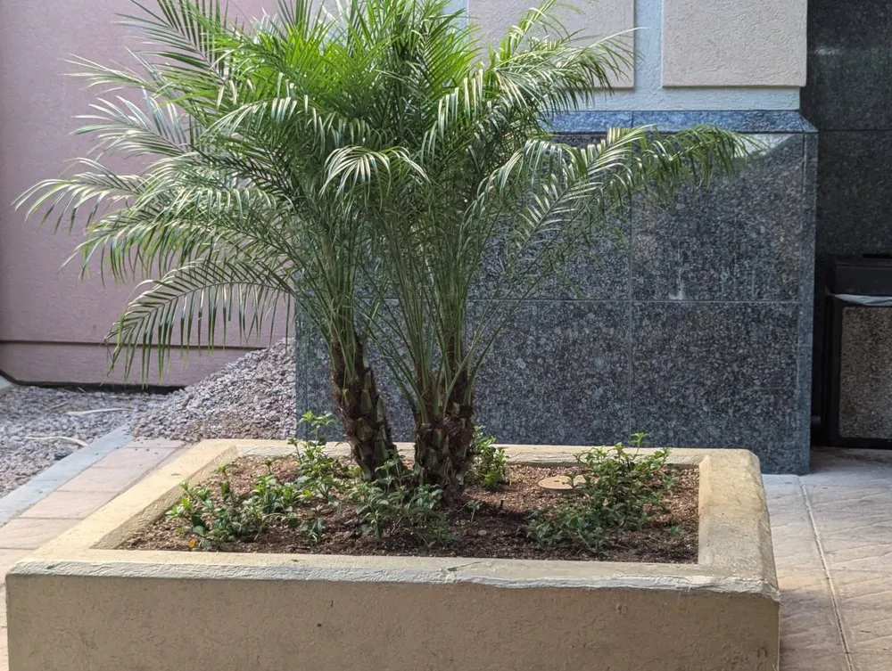 Reliable landscaping services in Casas Adobes, AZ - Lopez Landscaping
