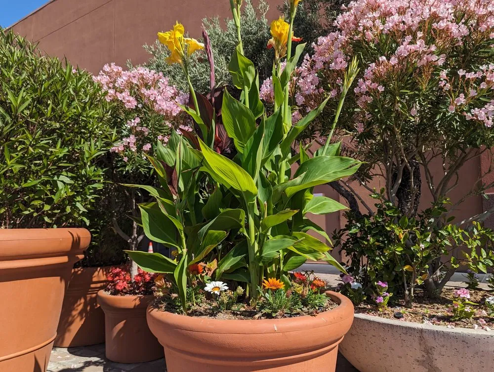 Professional residential landscaping in Casas Adobes, AZ - Lopez Landscaping