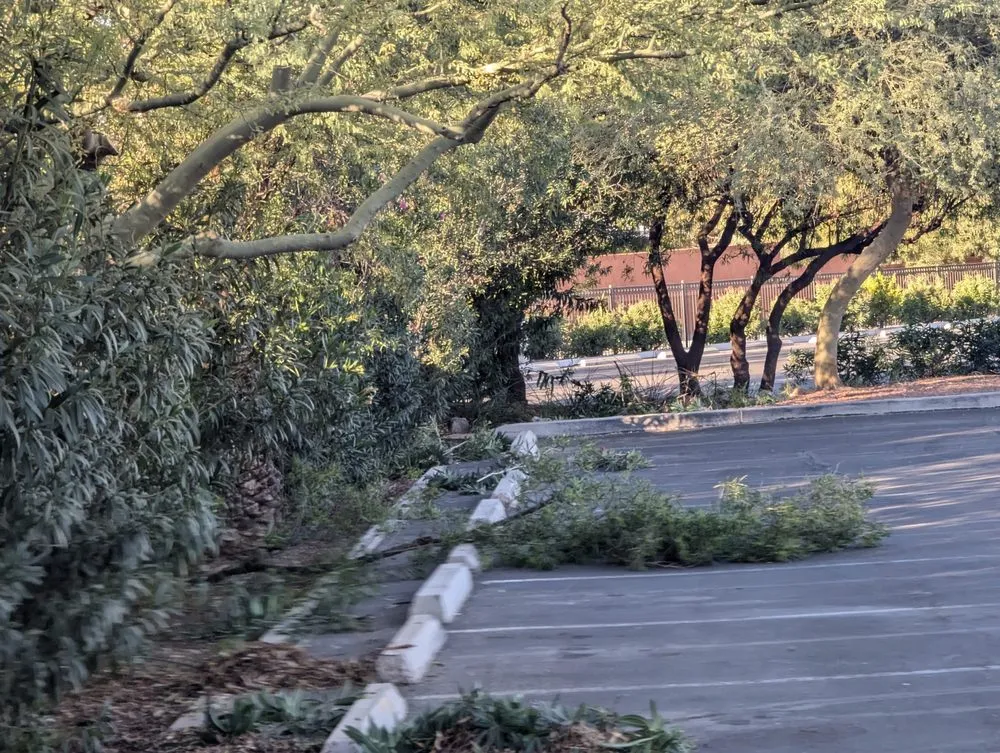 Affordable lawn care service in Casas Adobes, AZ by Lopez Landscaping