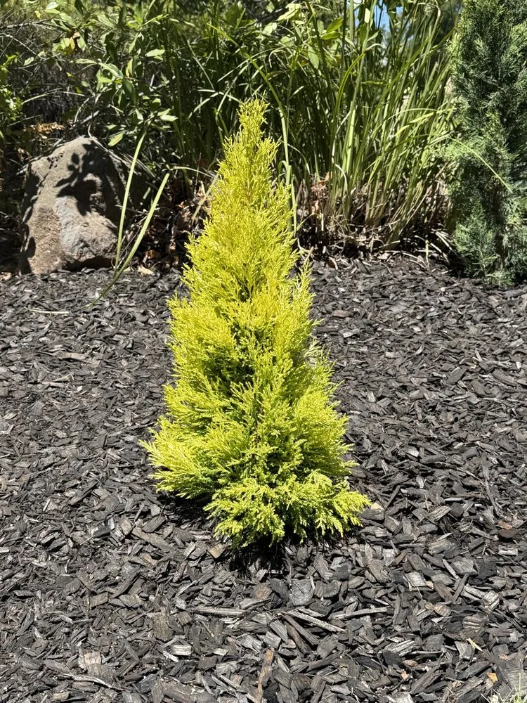 Local landscaping services in Concord, CA by Lopez Landscaping