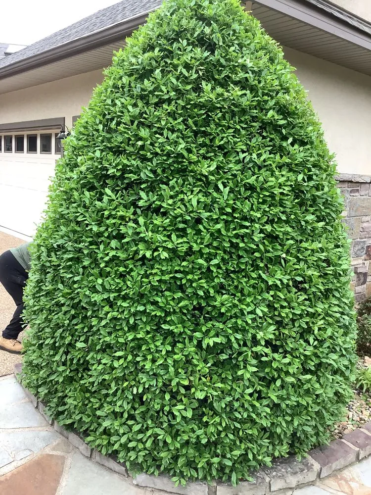 Professional landscape installation for beautiful yards across Fountain Lake, AR - Lopez Landscaping