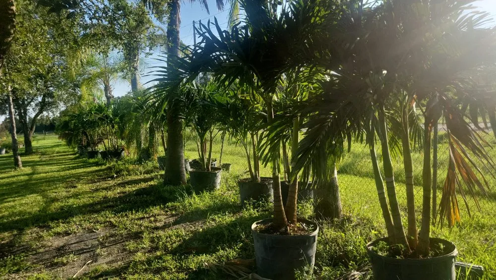 Reliable landscape installation with custom design in Lakeland, FL by Lopez Landscaping