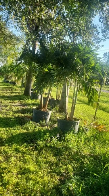 Expert yard cleanup service for year-round maintenance in Lakeland, FL by Lopez Landscaping