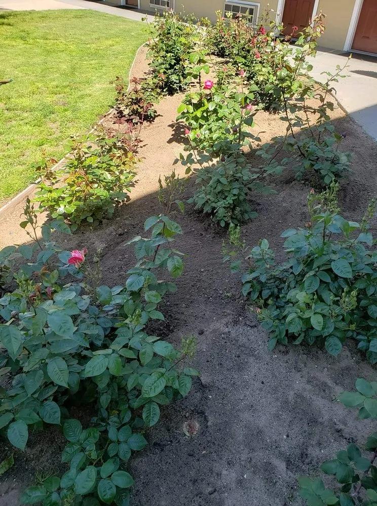 Top-rated yard cleanup service experts serving Bakersfield, CA - Lopez Landscaping Maintenance