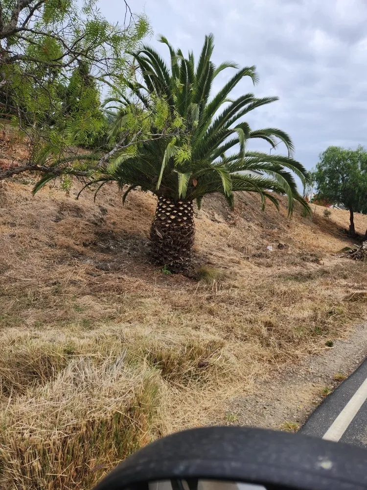 Expert yard maintenance for residential properties in Bakersfield, CA by Lopez Landscaping Maintenance