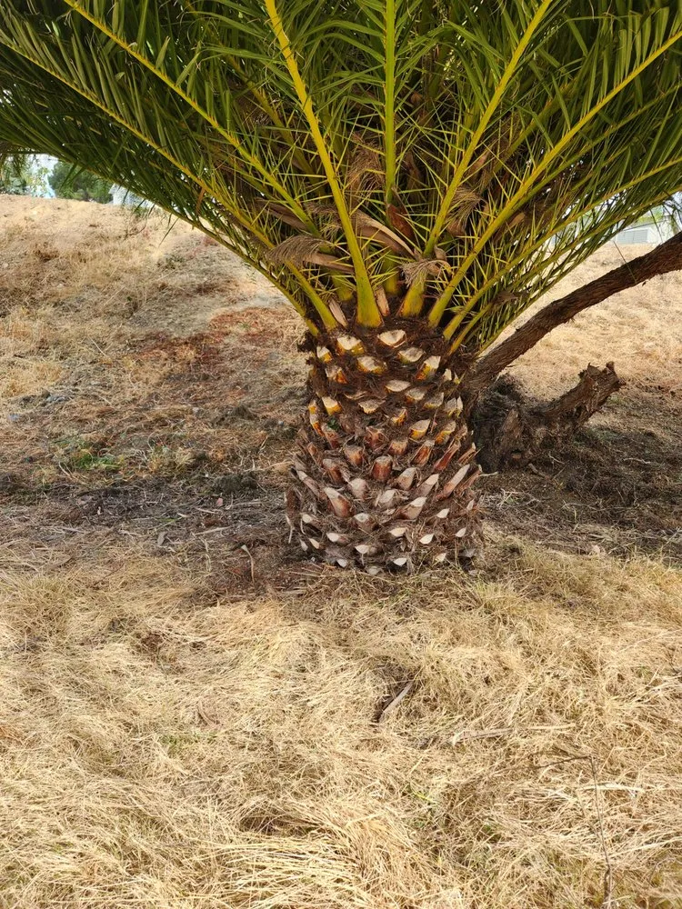 Expert yard cleanup service experts serving Bakersfield, CA - Lopez Landscaping Maintenance