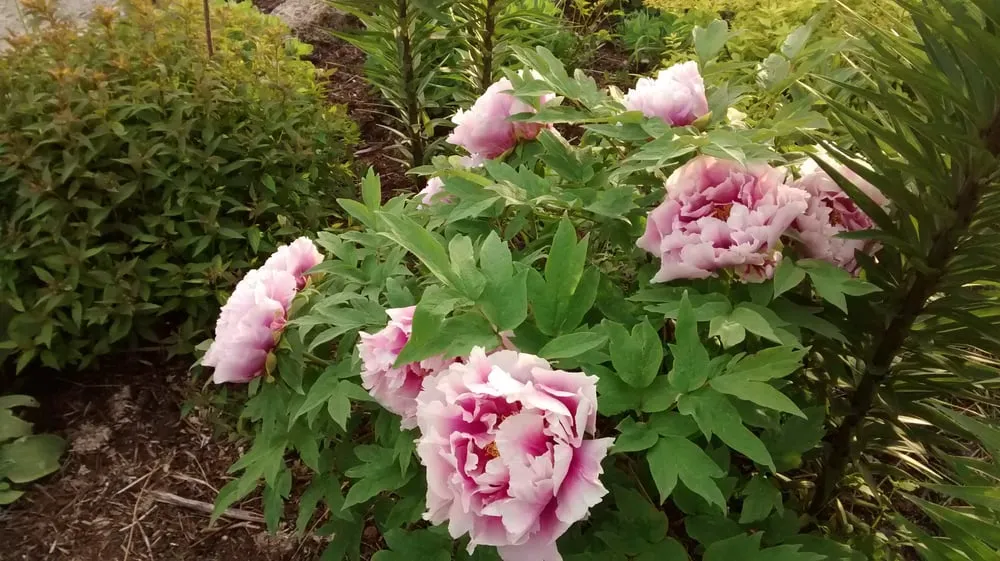 Trusted yard cleanup service with custom design across Marengo, IL - Lopez Landscaping