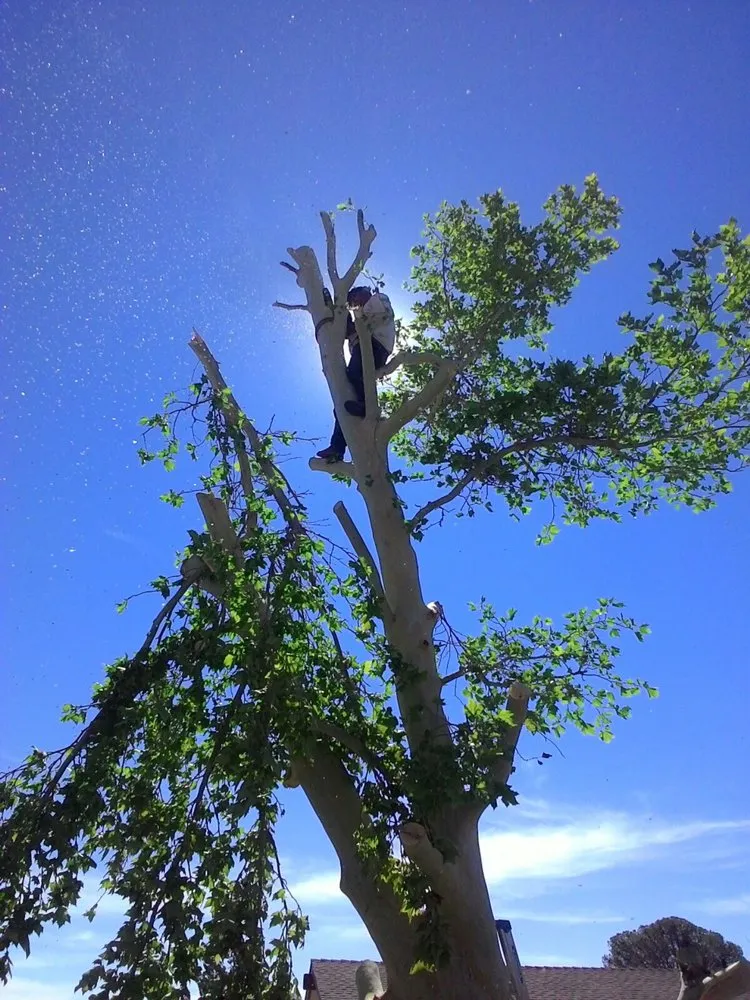 Expert landscaping services in Ridgecrest, CA - Lopez Landscaping