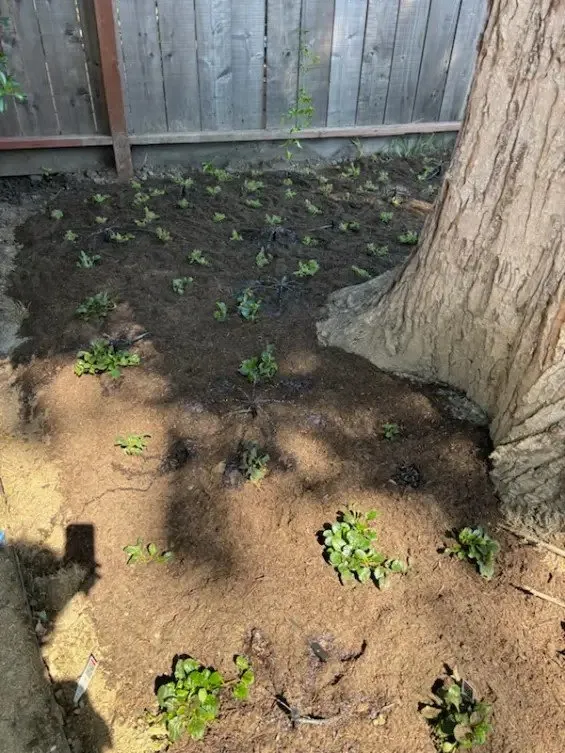 Affordable outdoor landscaping experts serving Salinas, CA - Lopez Landscaping