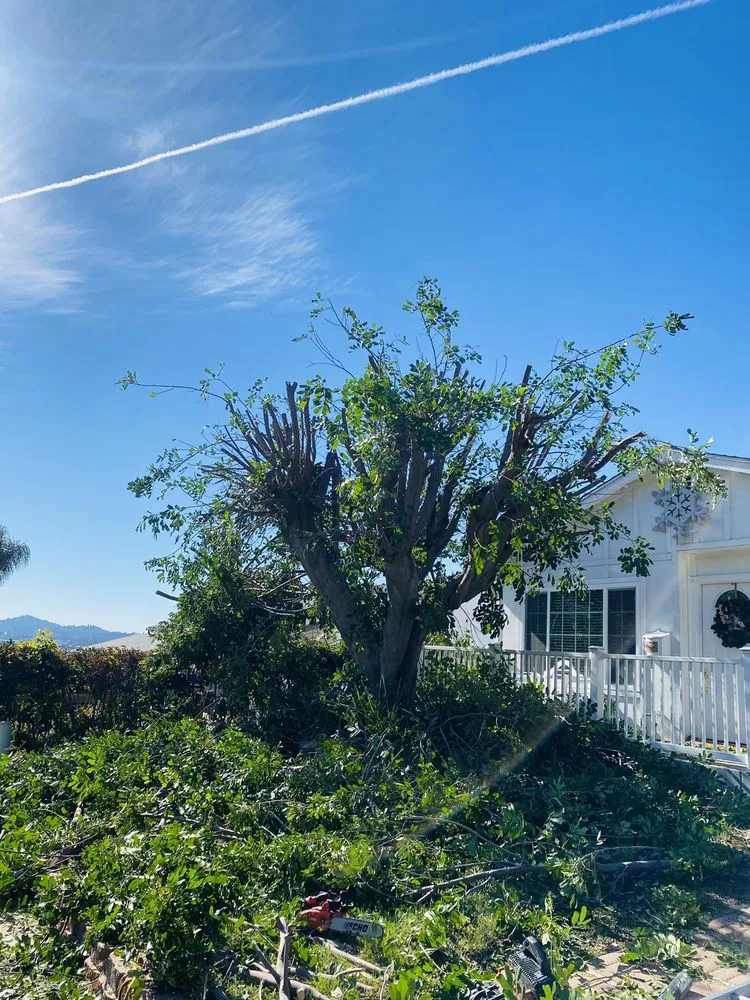 Reliable landscape installation for year-round maintenance across San Diego, CA - Lopez Landscaping