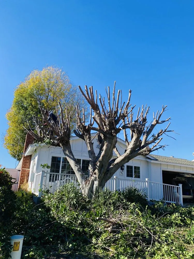 Top-rated yard cleanup service experts serving San Diego, CA - Lopez Landscaping