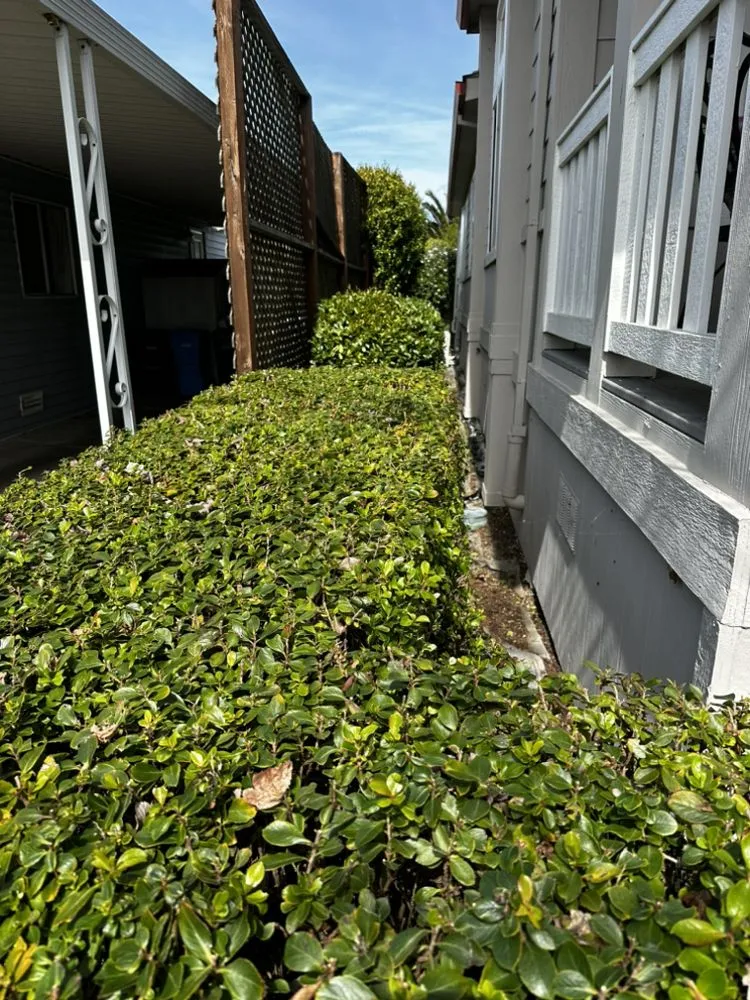 Top-rated outdoor landscaping in Rohnert Park, CA by Lopez Landscaping Services