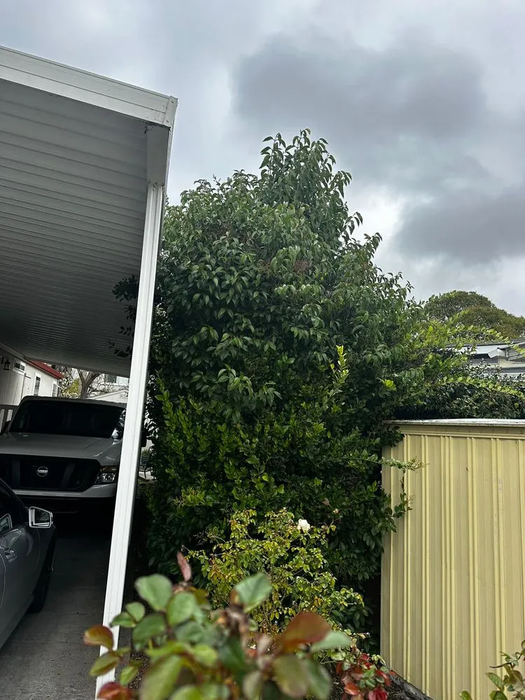 Expert yard cleanup service for outdoor upgrades across Rohnert Park, CA - Lopez Landscaping Services