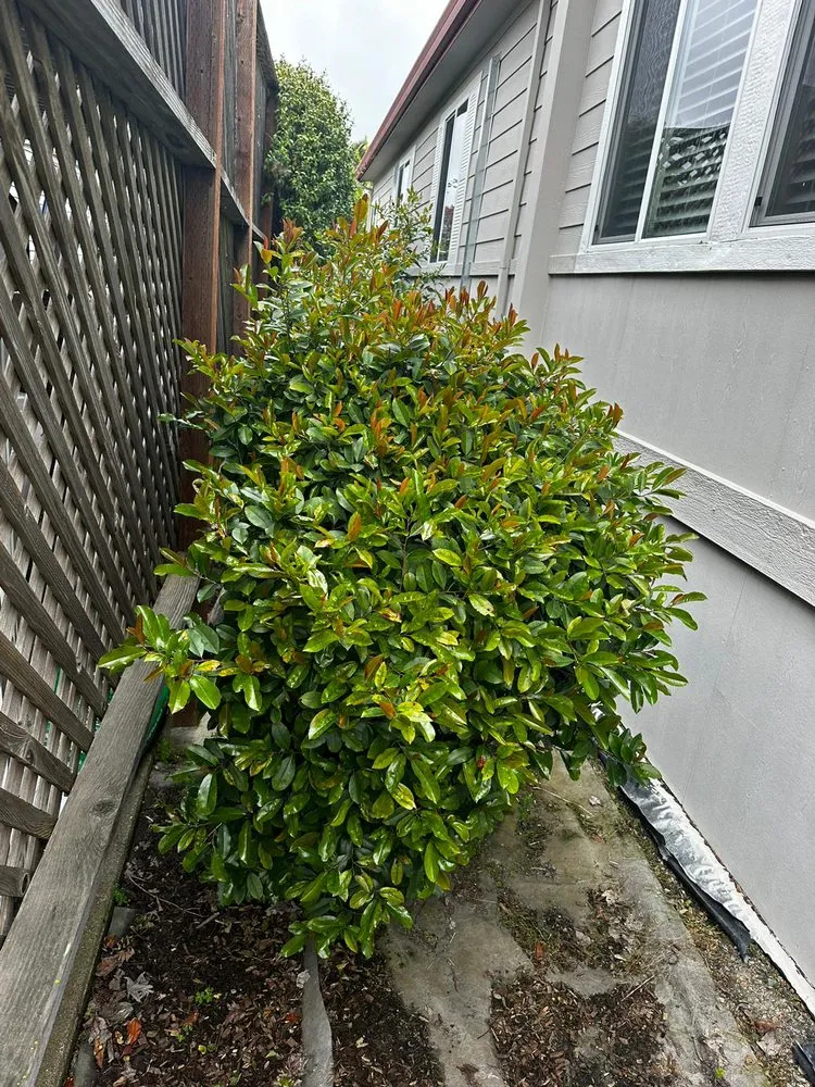 Reliable landscape design in Rohnert Park, CA - Lopez Landscaping Services