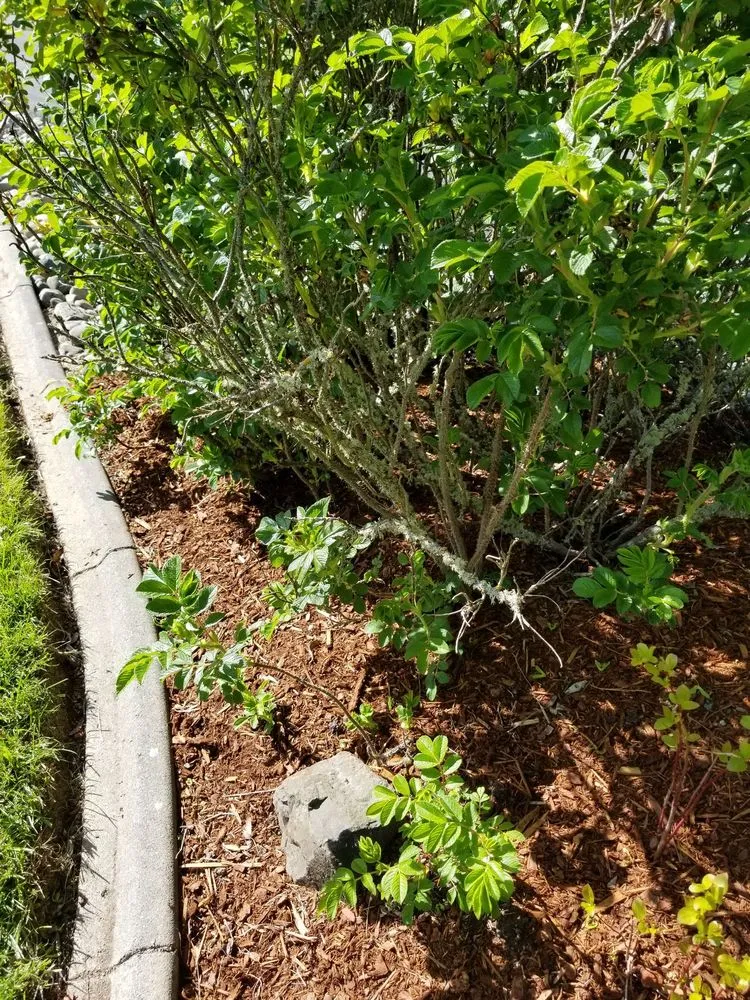 Expert yard cleanup service for residential properties across Tenino, WA - Lopez Landscaping Services