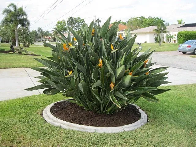 Professional yard cleanup service experts serving New Smyrna Beach, FL - Lopez Landscaping Total Outdoors, LLC