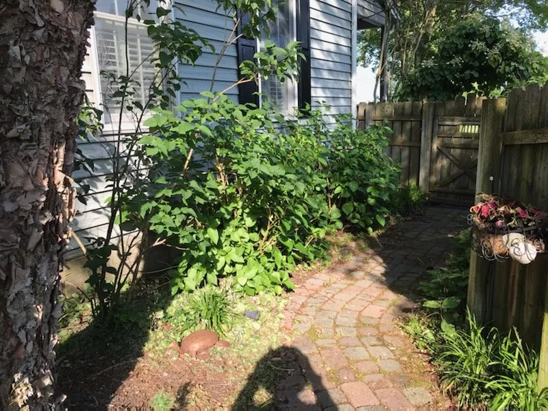 Local lawn mowing service experts serving Laurel, DE - Lopez Lawn Care Landscaping