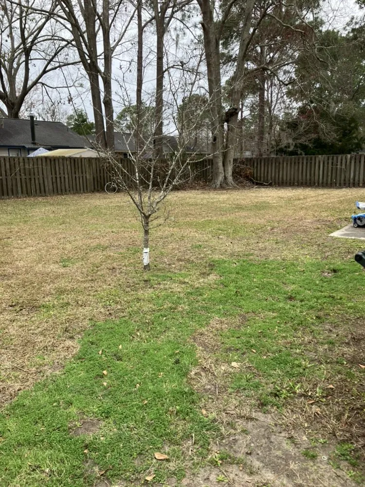 Reliable lawn mowing service for beautiful yards in Savannah, GA by Lopez Lawn Care