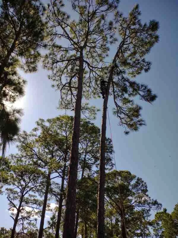 Expert landscaping services in Lake Placid, FL - Lopez Lawn Care Services