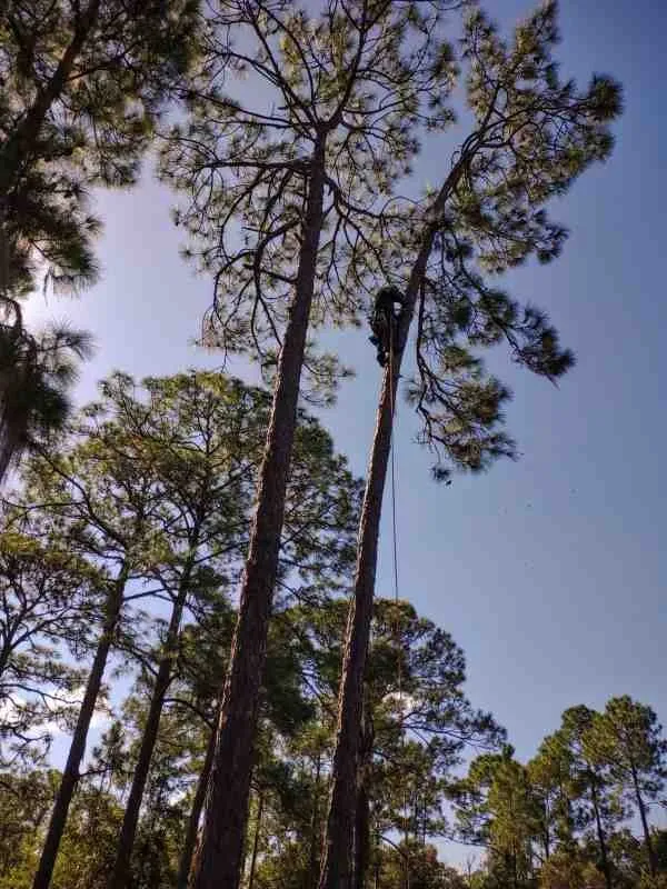 Top-rated landscaping services in Lake Placid, FL - Lopez Lawn Care Services