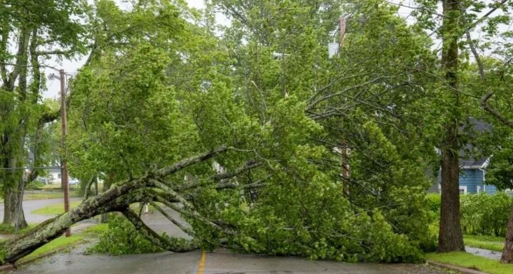 Trusted yard cleanup service experts serving Knollwood, TX - Lopez Lawns & Landscaping