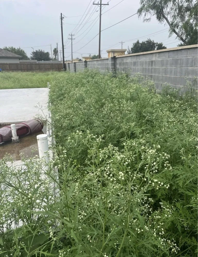 Custom lawn mowing service for outdoor upgrades in Alamo, TX by Lopez Mowing