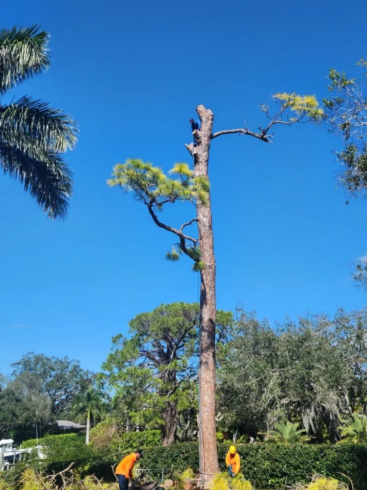 Reliable yard cleanup service in Sarasota, FL by Lopez Ordonez Landscaping Services