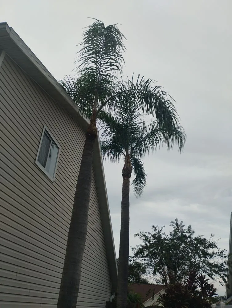 Professional yard cleanup service with custom design across Sarasota, FL - Lopez Ordonez Landscaping Services