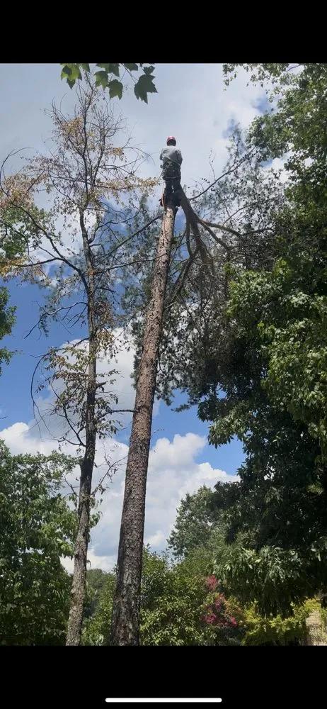 Professional landscape design with custom design across Chattanooga, TN - Lopez Perez Tree Service