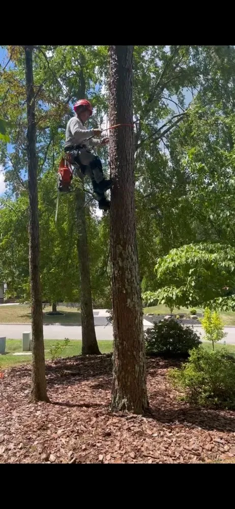 Local lawn care service in Chattanooga, TN - Lopez Perez Tree Service