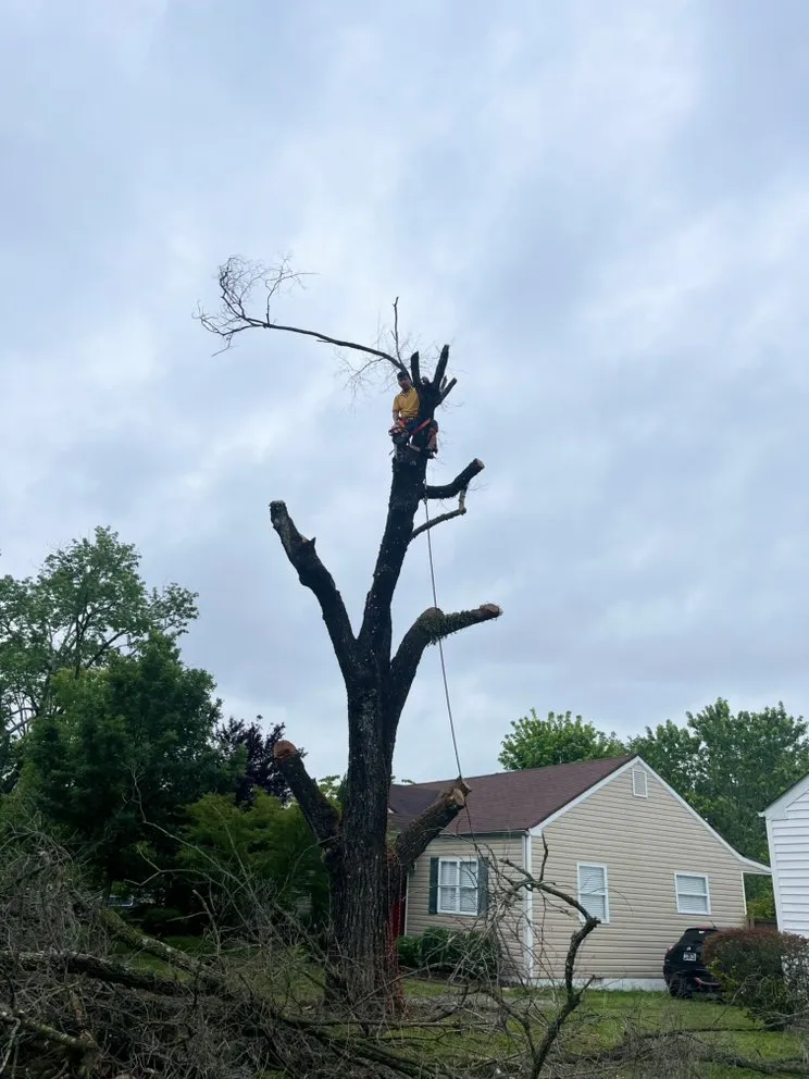 Reliable yard cleanup service in Chattanooga, TN by Lopez Perez Tree Service