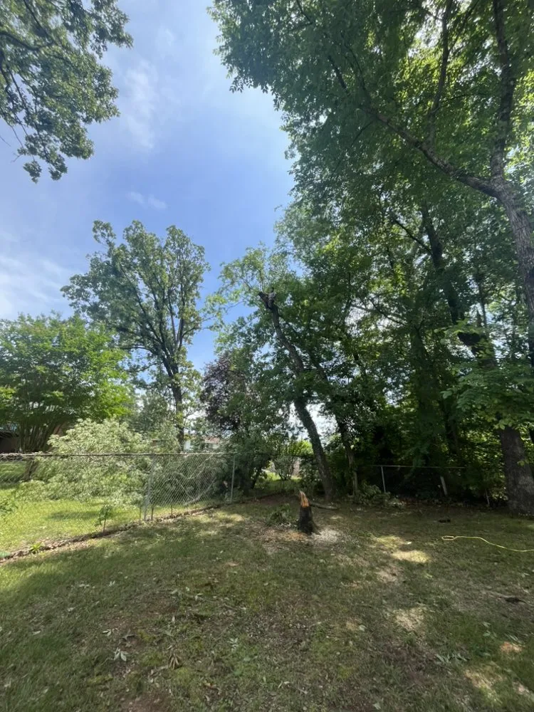 Affordable lawn care service near you across Chattanooga, TN - Lopez Perez Tree Service