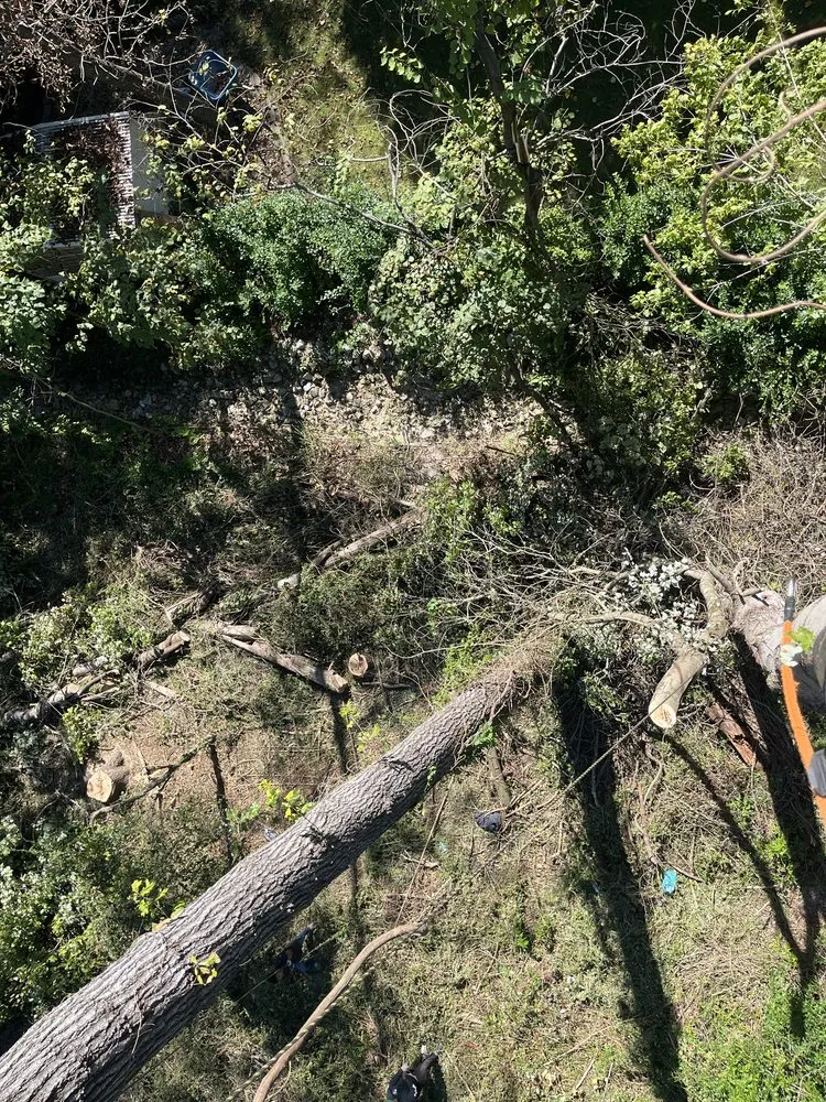 Affordable lawn care service in Chattanooga, TN - Lopez Perez Tree Service