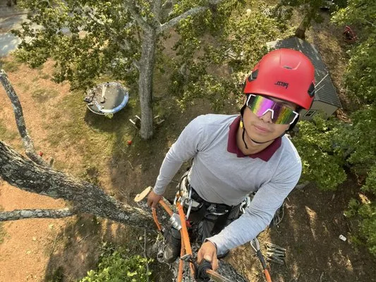 Lopez Perez Tree Service Logo