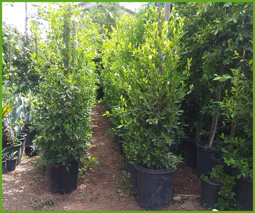 Top-rated landscape design for outdoor upgrades across Pasadena, CA - Lopez Premier Landscaping