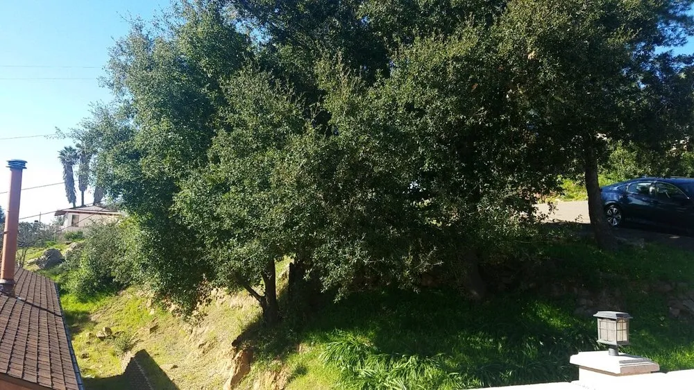 Top-rated garden landscaping near you across El Cajon, CA - Lopez Tree Care