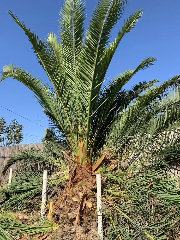 Professional outdoor landscaping in El Cajon, CA - Lopez Tree Care