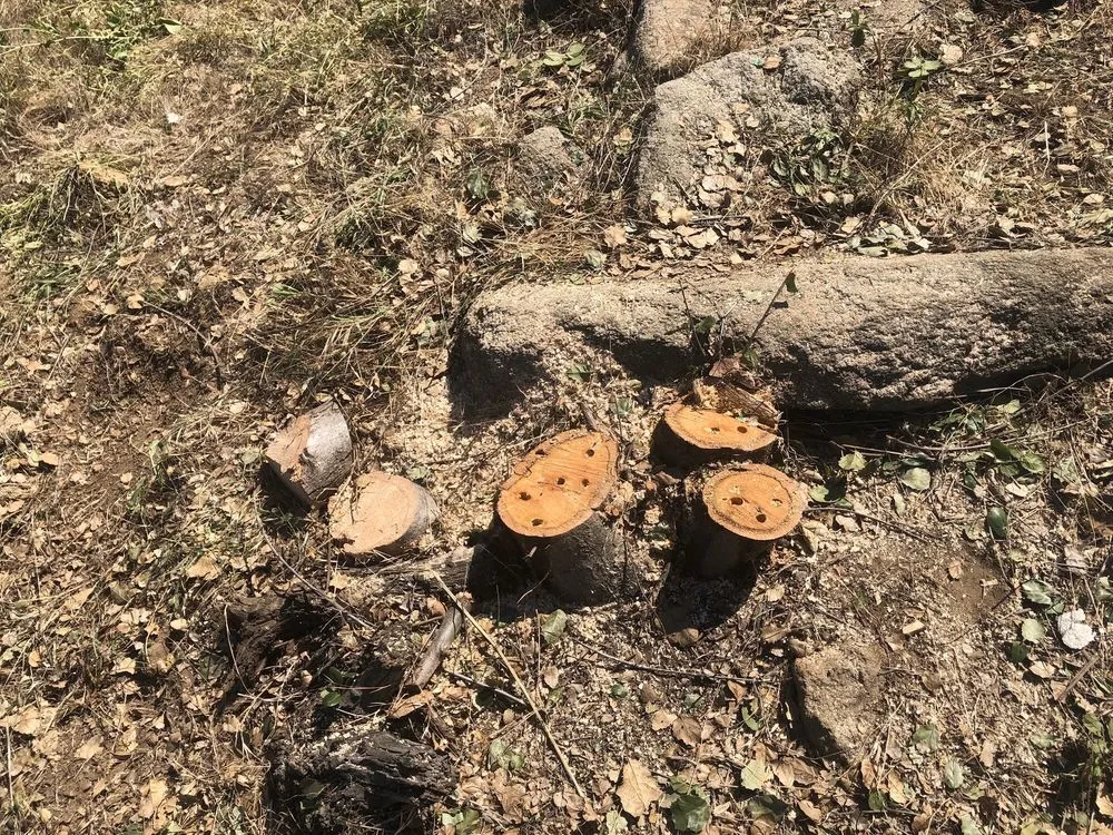 Professional yard maintenance near you in El Cajon, CA by Lopez Tree Care